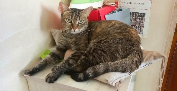 Marina, bella micia tricolore Foto 8